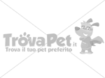 🐶 Labrador maschio di 7 mesi in adozione a Abano Terme (PD) e in tutta Italia da privato