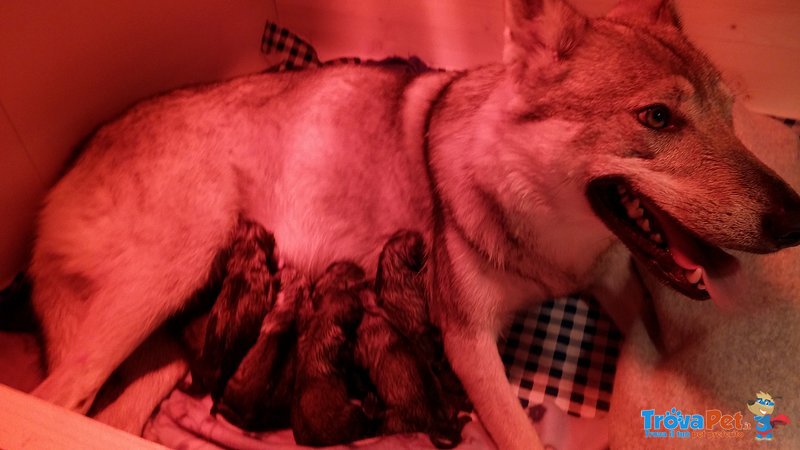 Vendo Cuccioli lupo Cecoslovacco - Foto n. 4