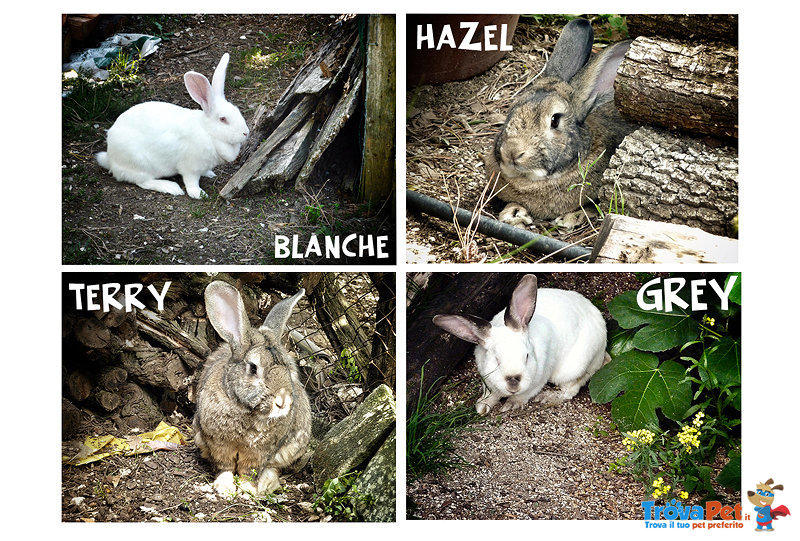 Blanche-Grey-Hazel-Terry - Conigli in Adozione - Foto n. 1