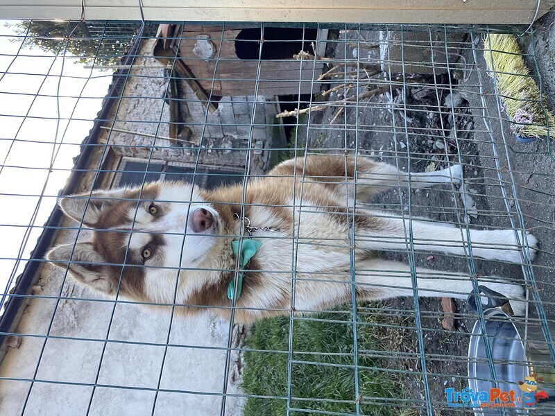 Accoppiamento Siberian Husky - Foto n. 3