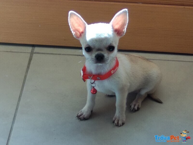 Chihuahua Bellissimi Cuccioli - Foto n. 1