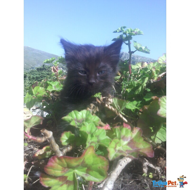 Gattino di 2 mesi Simil Tiffany nero pelo Semilungo - Foto n. 1