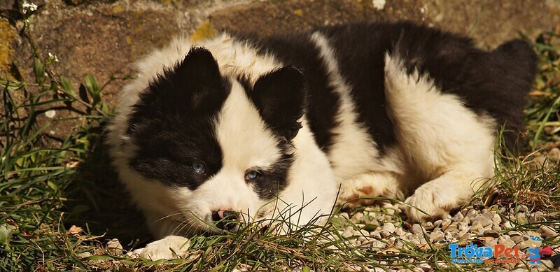 Cucciolo Yakutian Laika - Foto n. 3