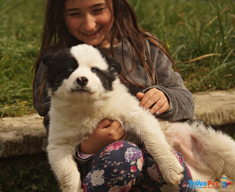 Cucciolo Yakutian Laika - Foto n. 5