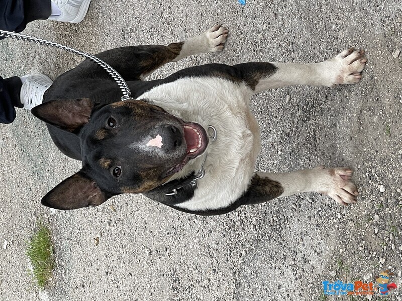 Bull Terrier Maschio per Accoppiamento - Foto n. 1