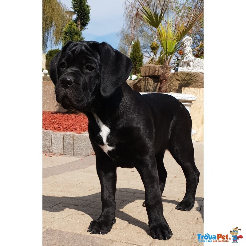 Cucciolo di cane Corso Maschio e Femmina Nero - Foto n. 1