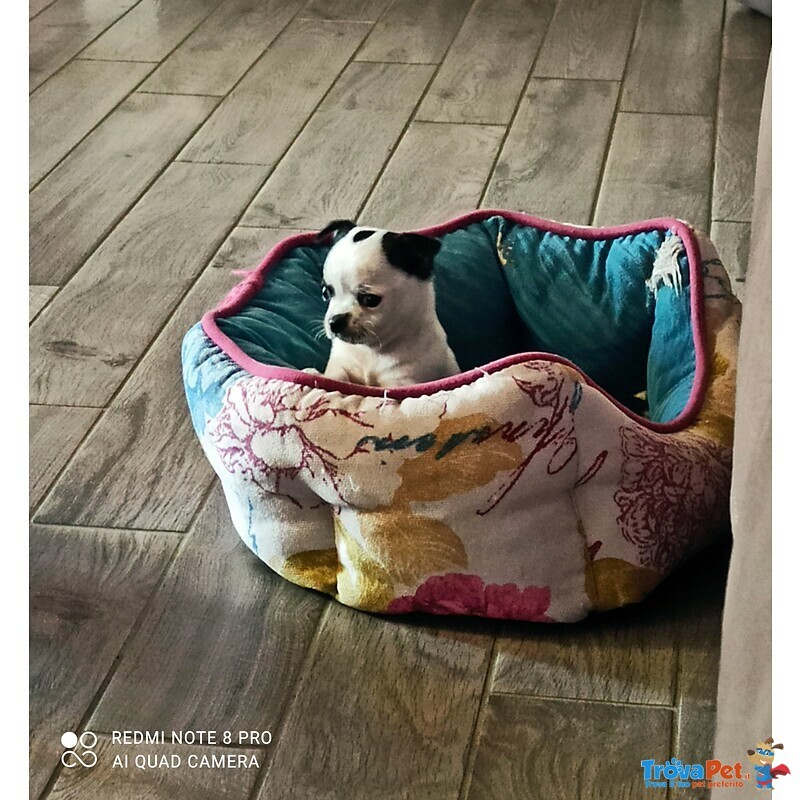Cucciolo di Chihuahua - Foto n. 4
