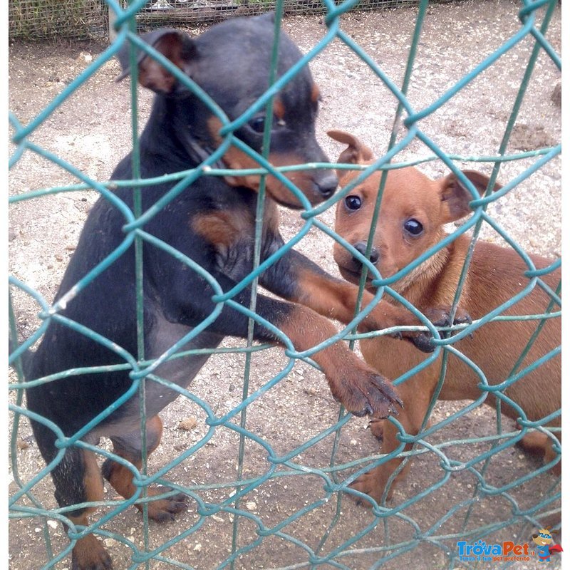 Cuccioli di Pinsher nano Perugia - Foto n. 2