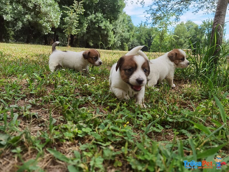 Cuccioli di jack Russell Terrier - Foto n. 1