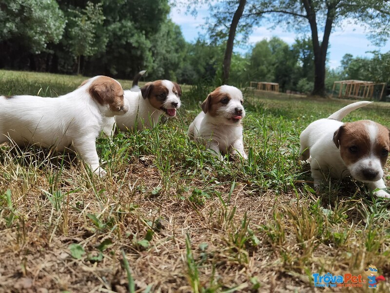 Cuccioli di jack Russell Terrier - Foto n. 4
