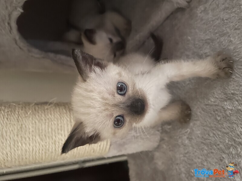Cuccioli di Gatto Siamese - Foto n. 5
