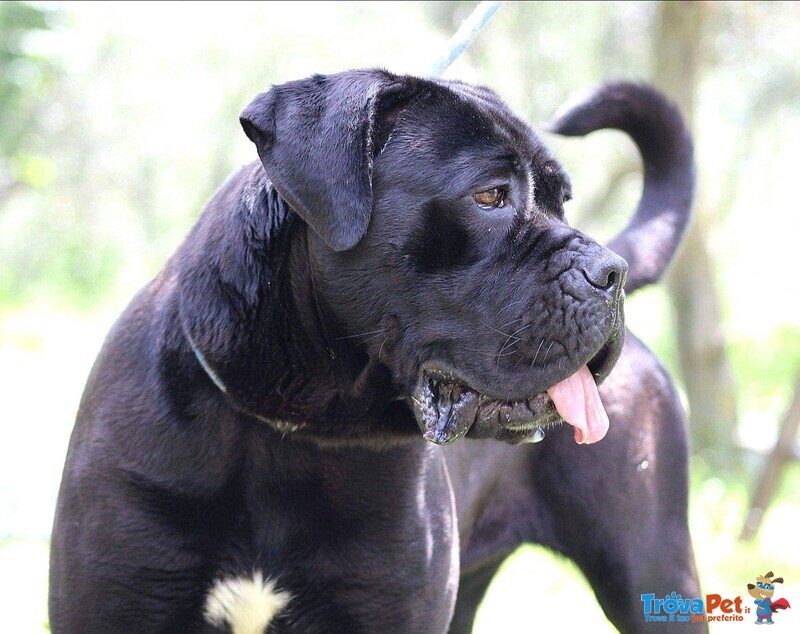 Cucciola nera Disponibile di cane Corso - Foto n. 3