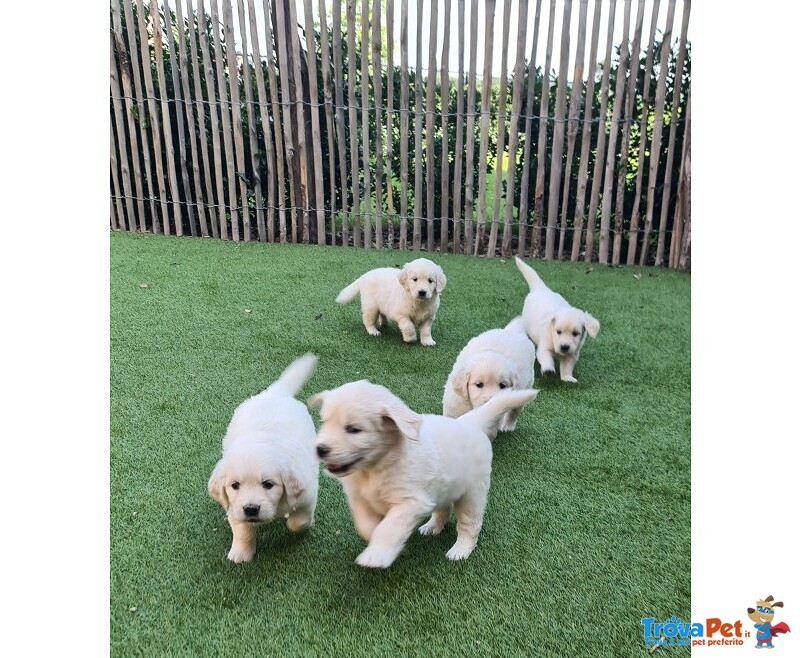 Cuccioli di Golden Retriever Pronti per Nuove case . - Foto n. 1