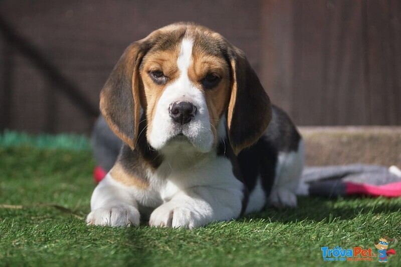 Beagle Cuccioli Splendidi con Pedigree - Foto n. 1