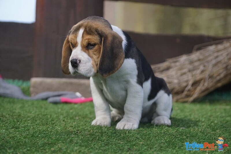 Beagle Cuccioli Splendidi con Pedigree - Foto n. 2