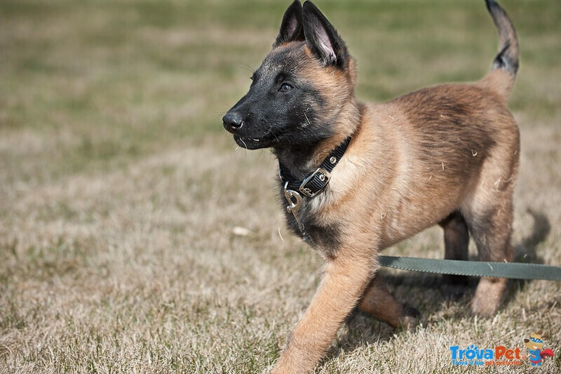 Cuccioli di Pastore Belga Malinois - Foto n. 4