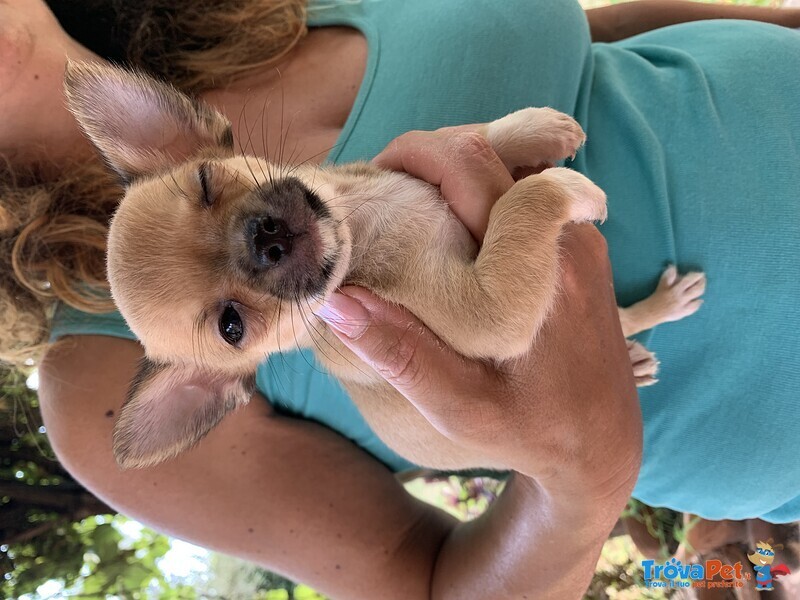 Cuccioli di Chihuahua a pelo Lungo o Corto - Foto n. 4