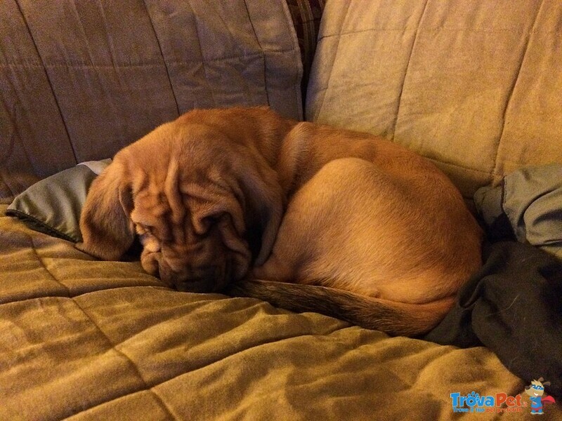 Meravigliosa Cucciolata di Bloodhound - Foto n. 2