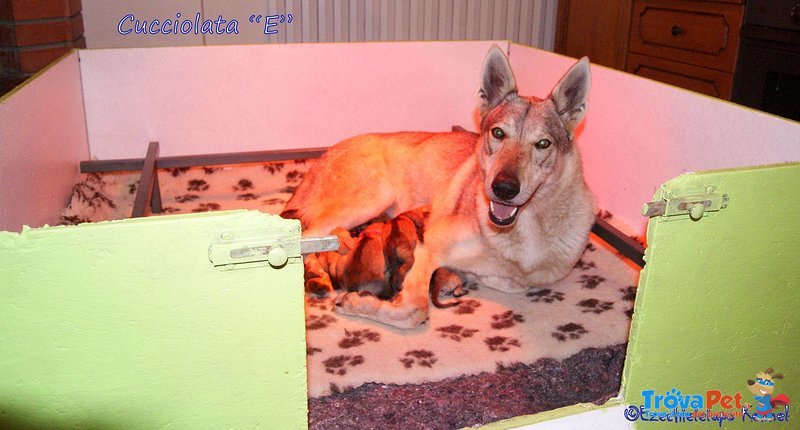 Cuccioli cane lupo Cecoslovacco - Foto n. 7