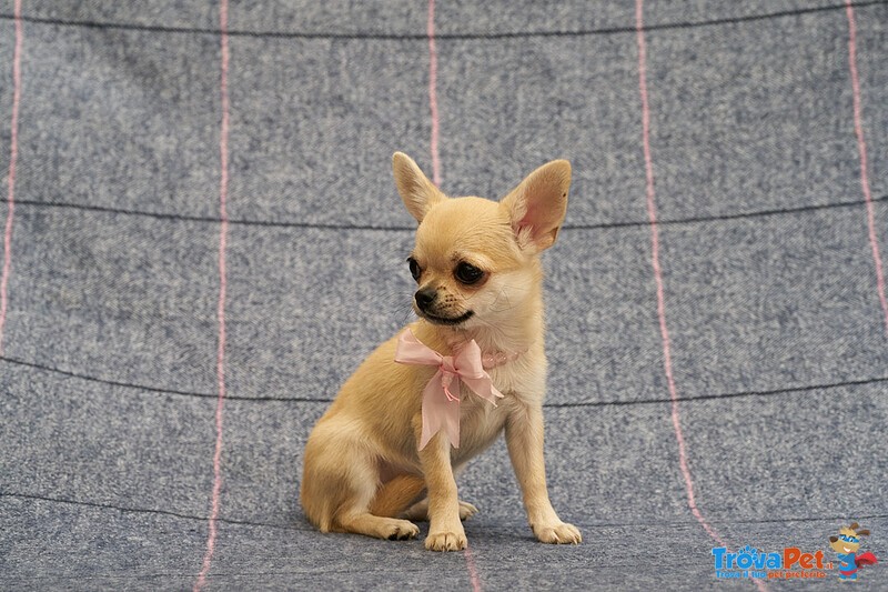 Chihuahua Puppy Female Small size with Pedigree - Foto n. 3