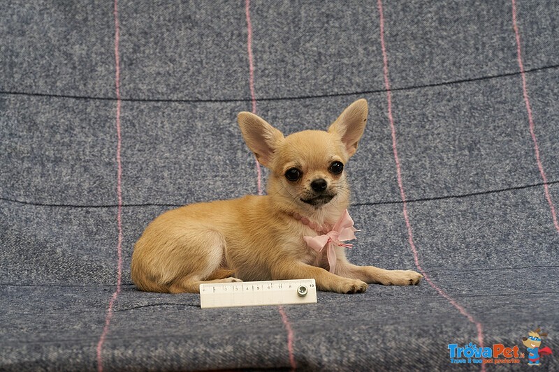 Chihuahua Puppy Female Small size with Pedigree - Foto n. 4