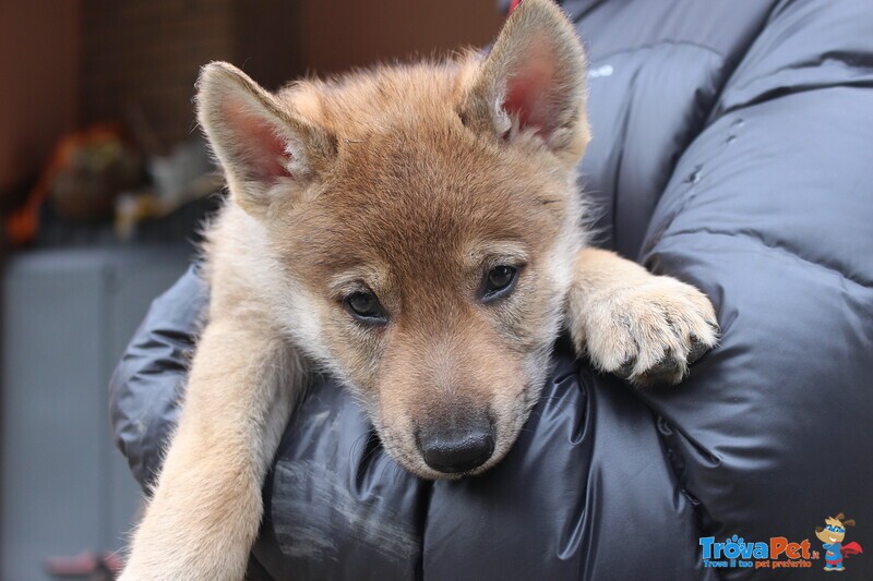 Vendo Cuccioli di cane lupo Cecoslovacco - Foto n. 1