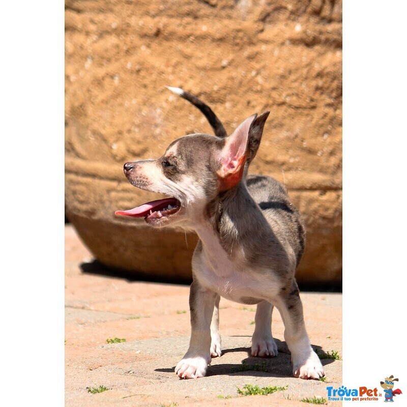 Chihuahua Cuccioli Disponibili - Foto n. 1
