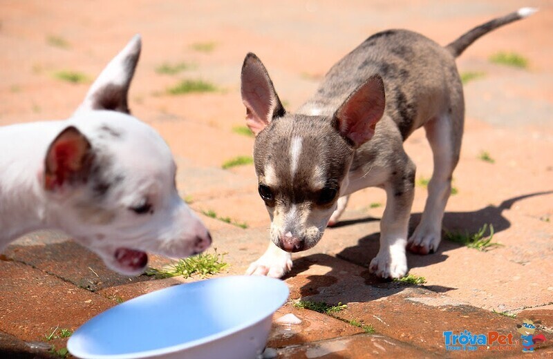 Chihuahua Cuccioli Disponibili - Foto n. 2