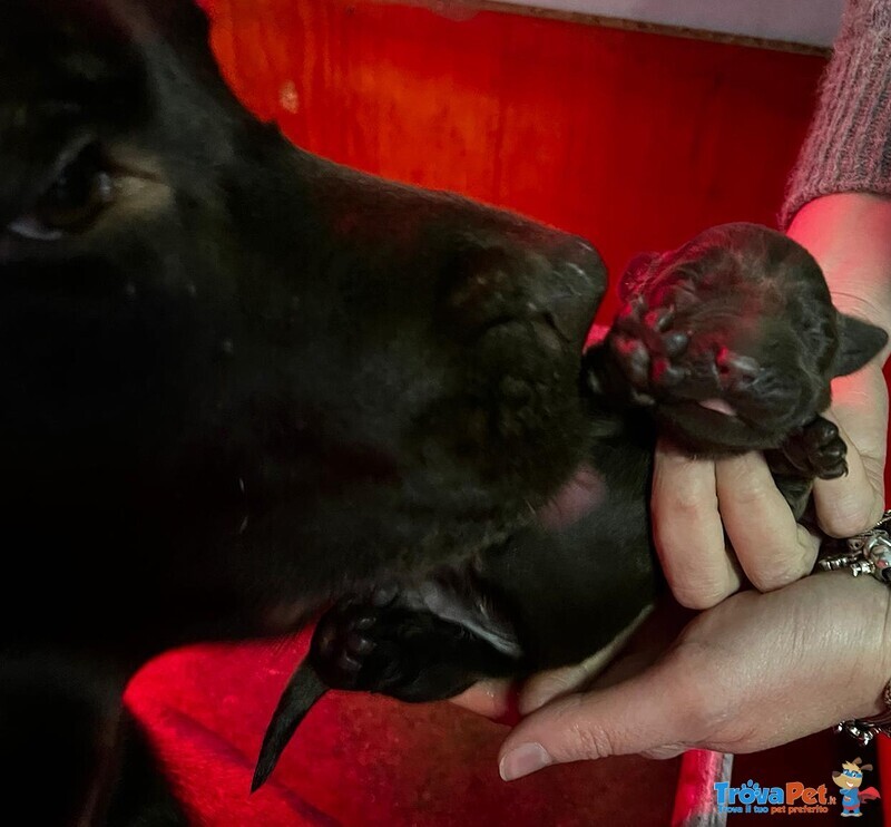 Cucciolata Labrador Retriever Chocolate - Foto n. 4