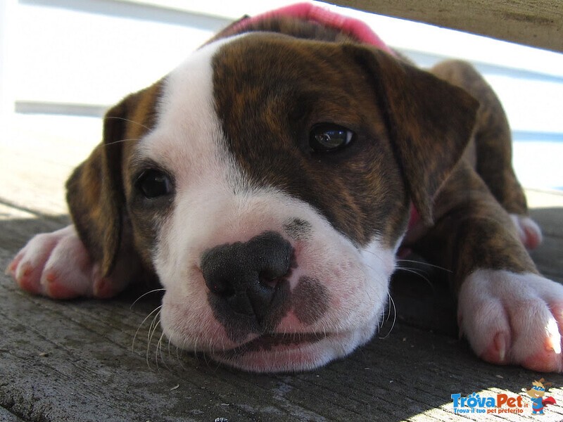 Meravigliosa Cucciolata di Pitbull Terrier - Foto n. 4