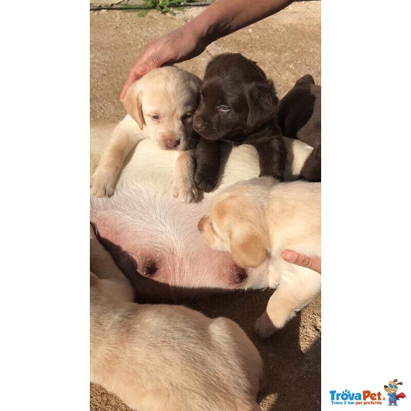 Cuccioli di Labrador Retriver con Pedigree - Foto n. 3