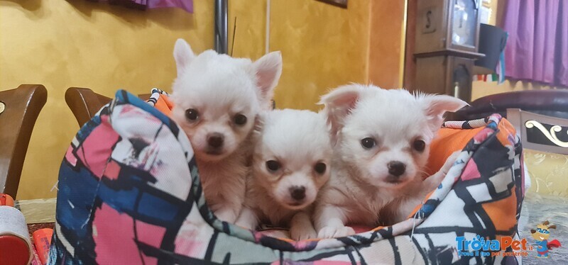 Cuccioli di Chihuahua - Foto n. 6