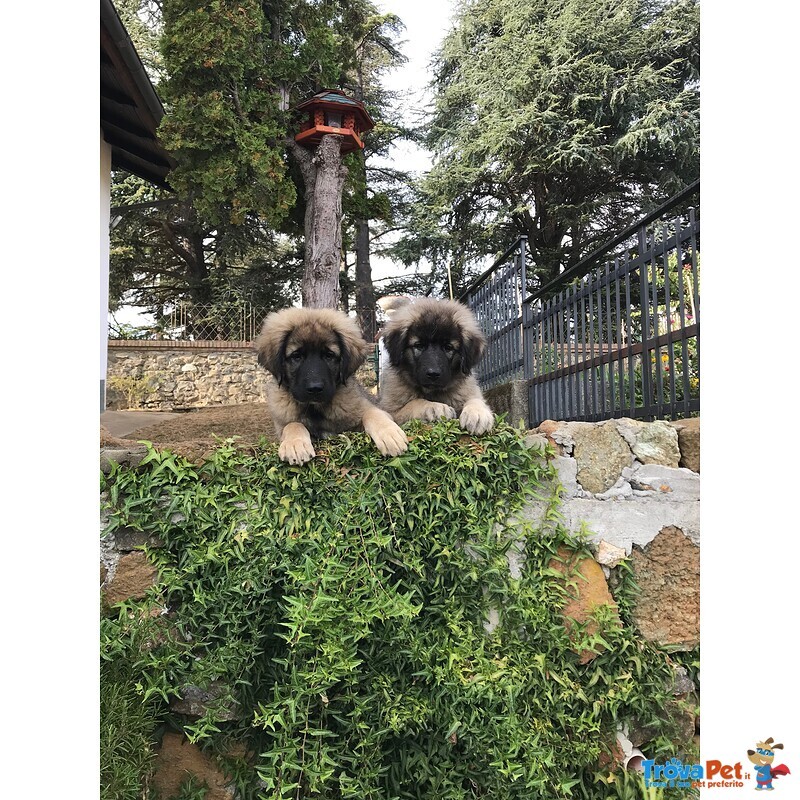 Cuccioli cane da Pastore Della Ciarplanina - Foto n. 2