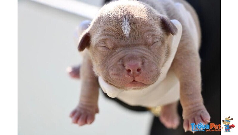 Cuccioli di American Pitbull Terrier - Foto n. 4