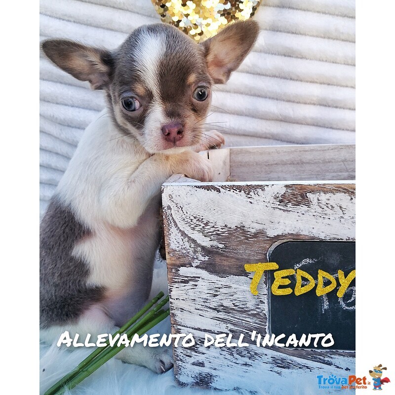 Piccoli Chihuahua Prenotabili con Pedigree - Foto n. 2