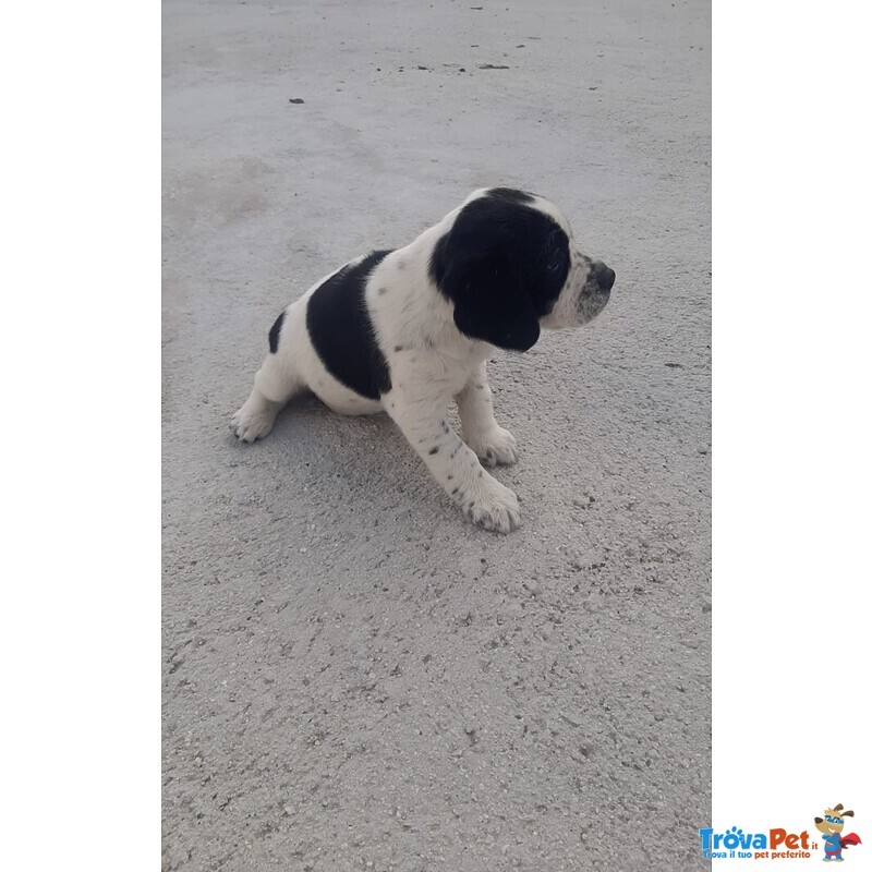 Cucciola Beagle - Foto n. 2