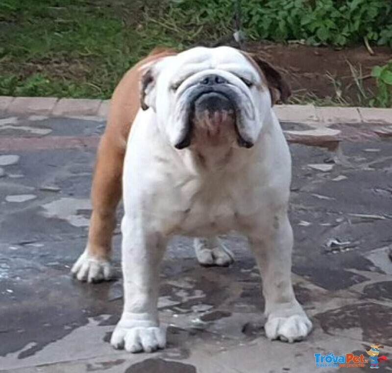 Bulldog Inglese per Monta - Foto n. 2