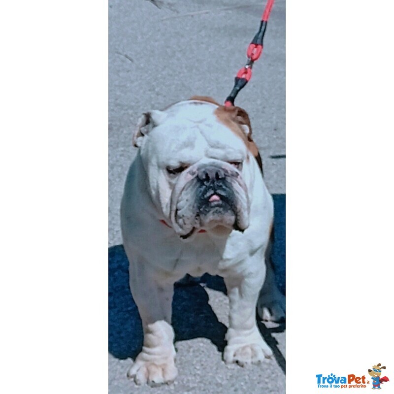 Bulldog Inglese per Monta - Foto n. 3