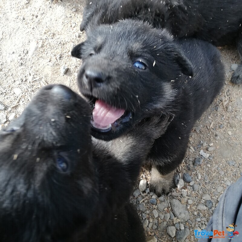 Cucciolona di Pastore Tedesco da Lavoro nero Focati - Foto n. 2