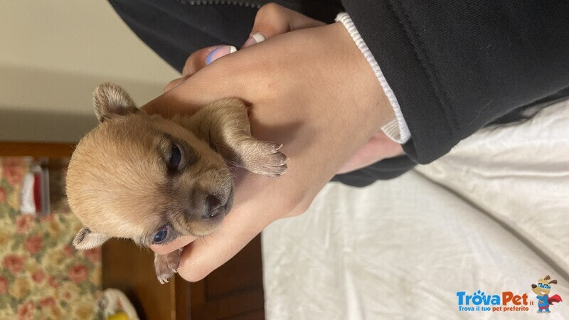 Vendo Cuccioli di Chihuahua - Foto n. 5