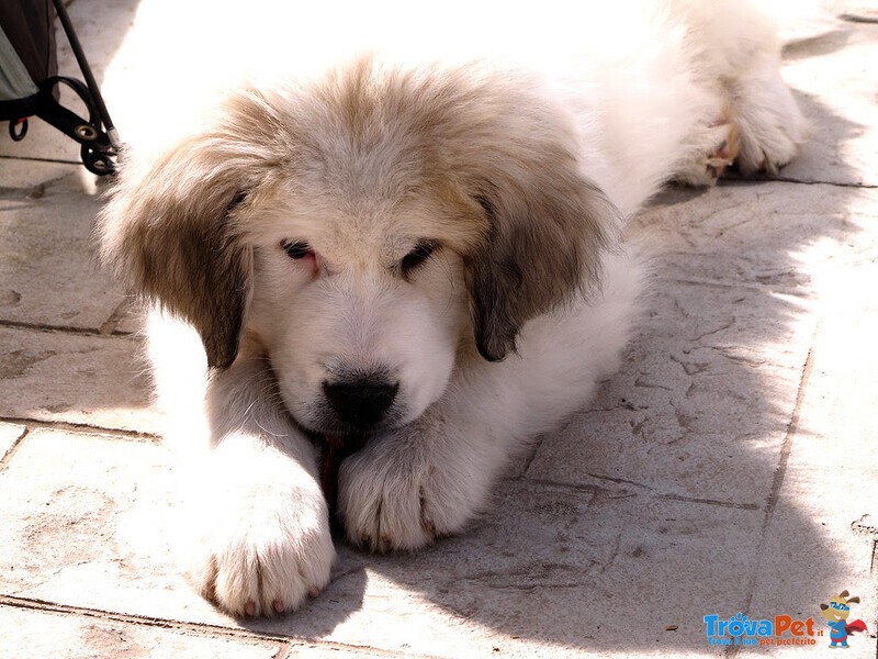 Cuccioli di cane da Montagna dei Pirenei - Foto n. 2