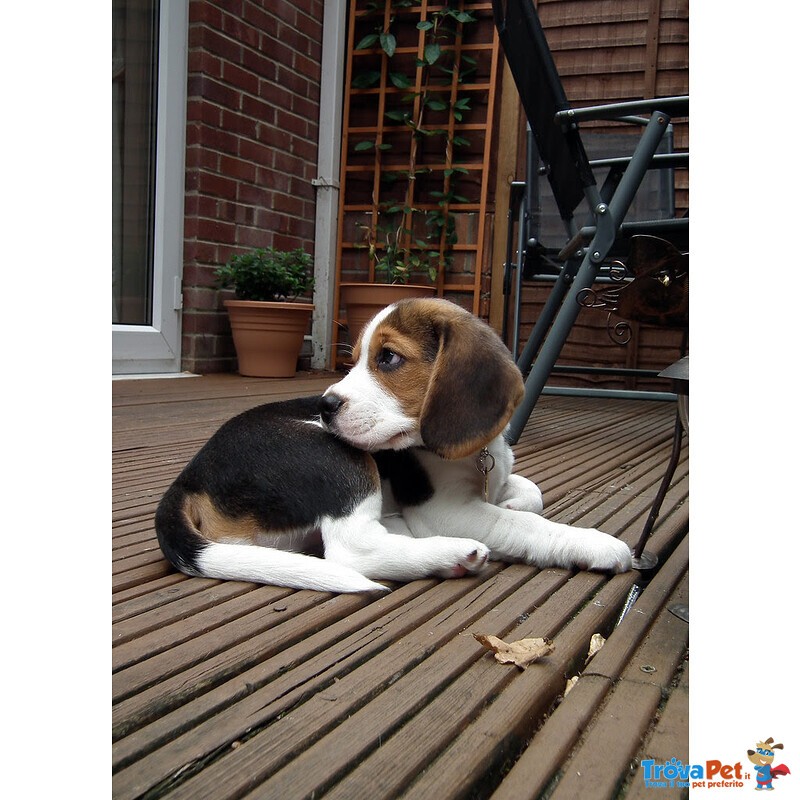 Cuccioli Beagle Maschio e Femmina - Foto n. 4