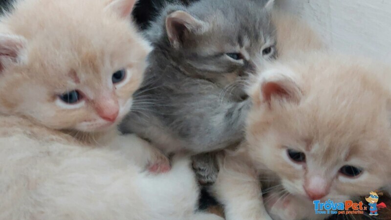 Cuccioli di Gatto Siberiano - Foto n. 2