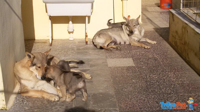 Cucciole di lupo Cecoslovacco - Foto n. 2