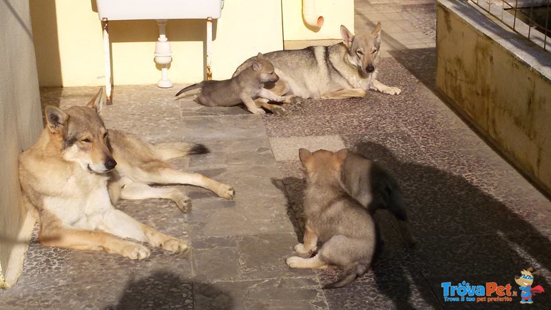 Cucciole di lupo Cecoslovacco - Foto n. 3