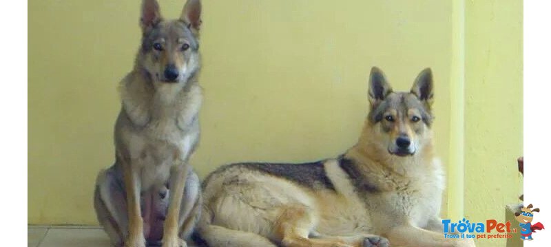 Cucciole di lupo Cecoslovacco - Foto n. 1