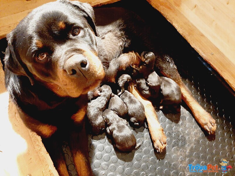 Cuccioli di Rottweiler Selezionati con Pedigree - Foto n. 1