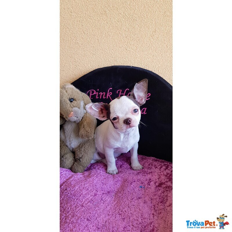 Chihuahua Cucciolo con Pedigree Enci - Foto n. 1