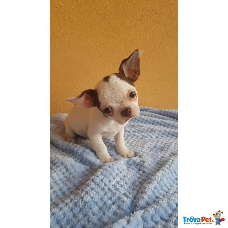 Chihuahua Cucciolo con Pedigree Enci - Foto n. 2