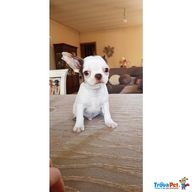 Chihuahua Cucciolo con Pedigree Enci - Foto n. 5